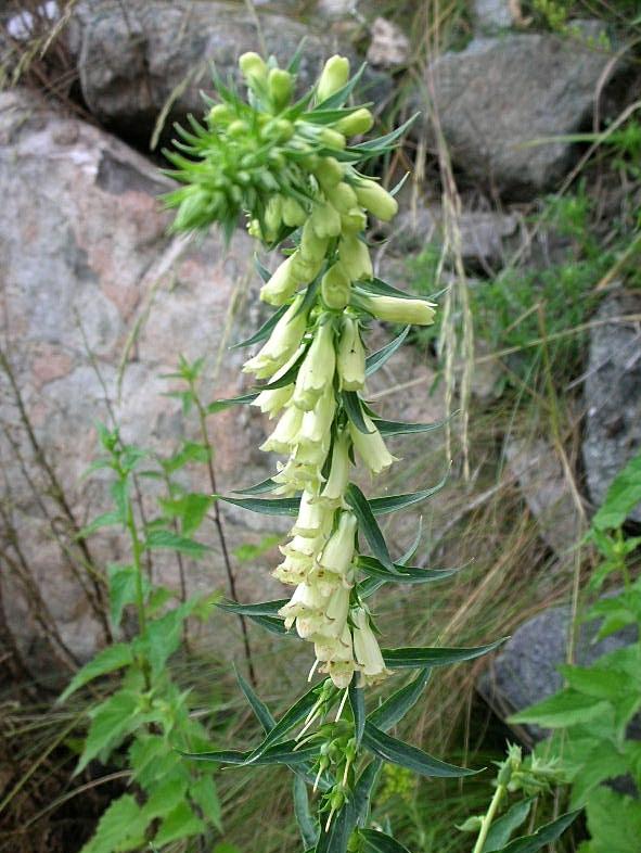 Digitalis lutea / Digitale gialla piccola